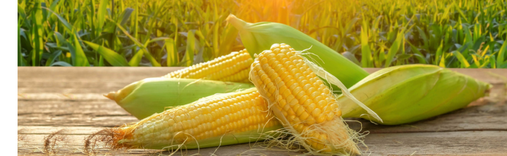 Celebrate corn season with blue corn, Mexican street corn, cornbread and other popular corn dishes. 
